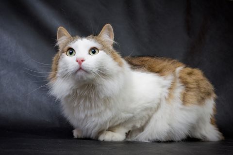large cat breeds - ragamuffin