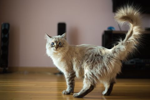 large cat breeds - ragdoll cat