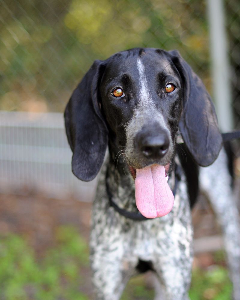 large dog breeds coonhound