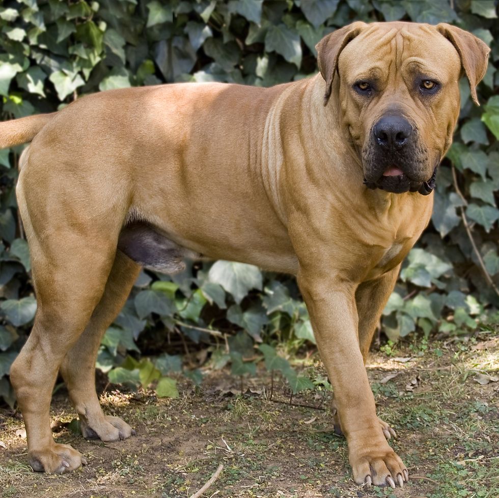 17 Biggest Dog Breeds and How to Care for Them
