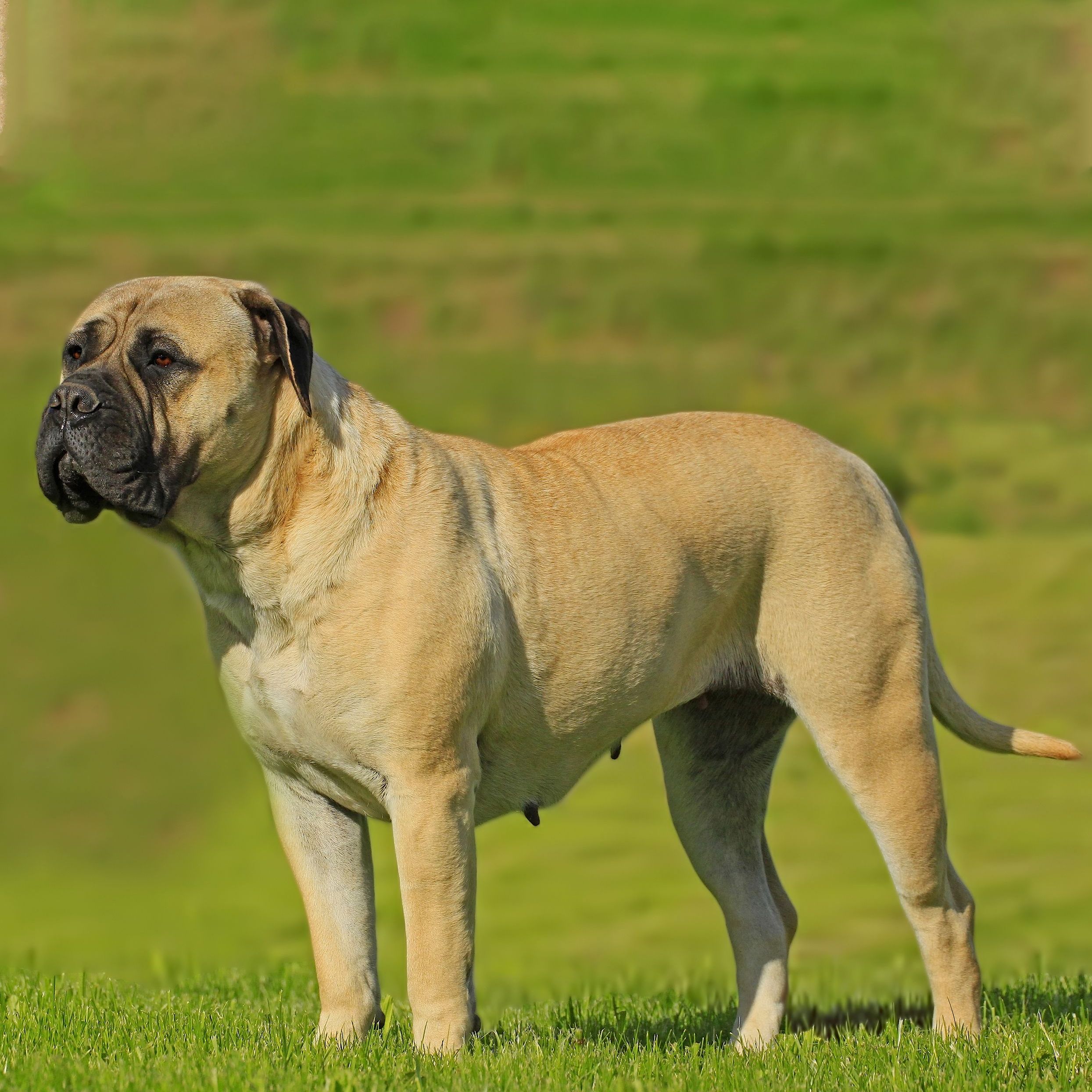 40 Largest Big Dog Breeds for Any Family