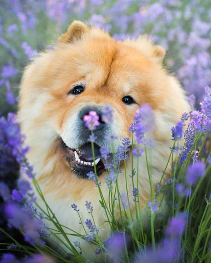 large dog breeds chow chow