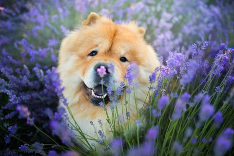 large dog breeds chow chow