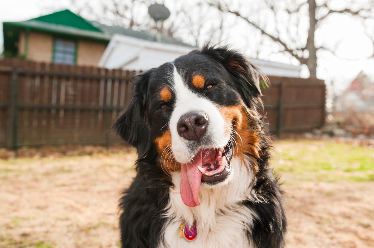 Best Large Dog Breeds for Families: Top 10 Friendly Giants