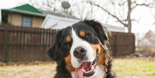 20 Large Breed Dog Items Every Big Dog Owner Needs