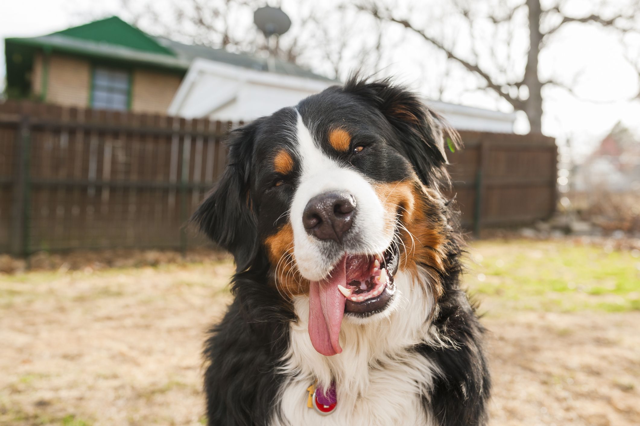 Medium large breed outlet dogs