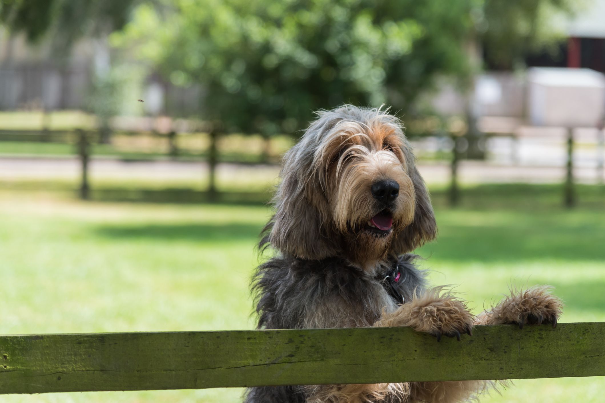 Prettiest large outlet dog breeds