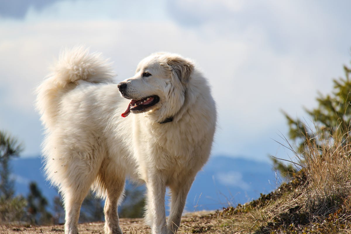 Large Dog Breeds Rising In Popularity As Lockdown Pushes Up Demand