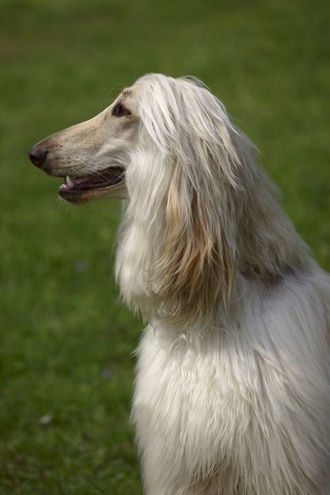 large dog breeds afghan hound