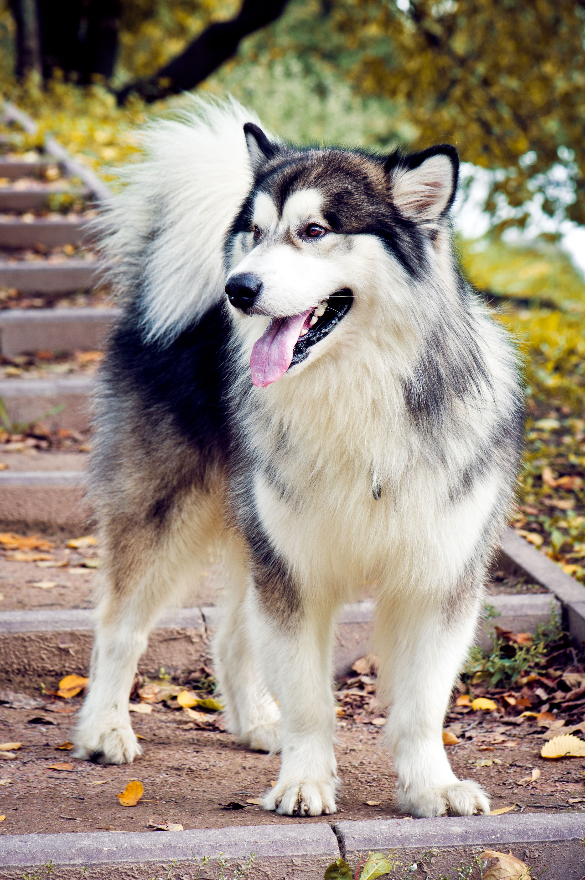 40 Largest Big Dog Breeds for Any Family