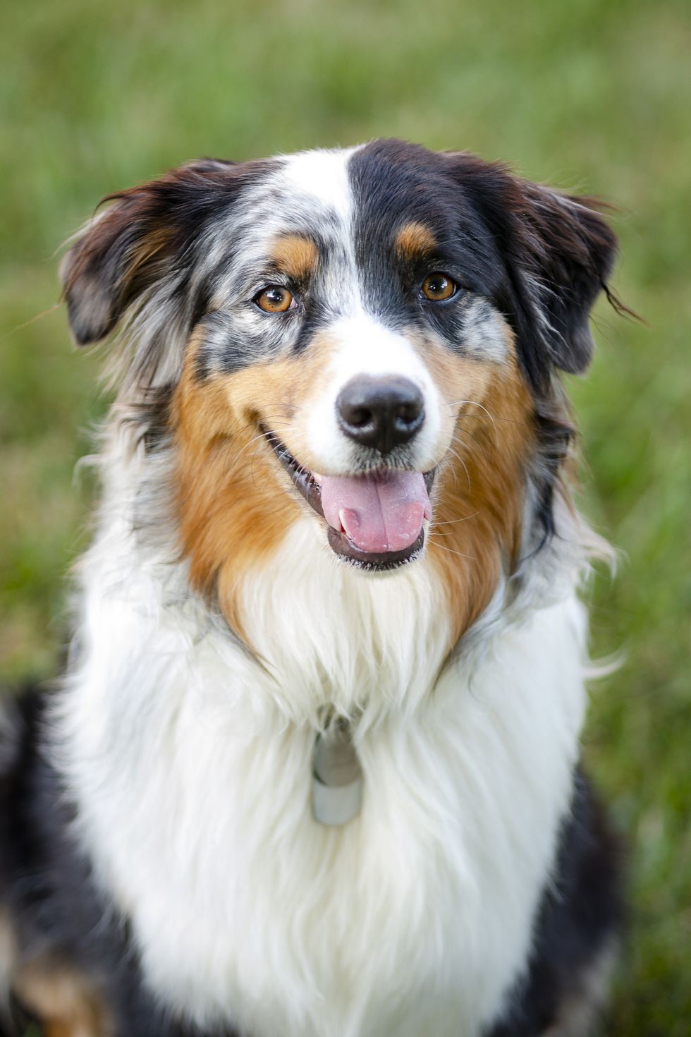 30 Best Large Dog Breeds - Big Dogs for Your Family