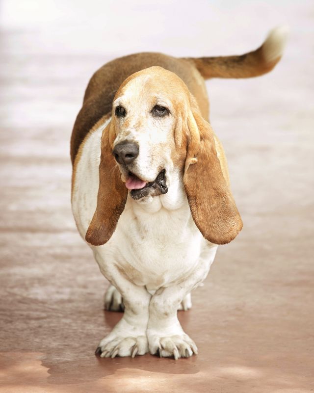 large dogs breeds basset hound