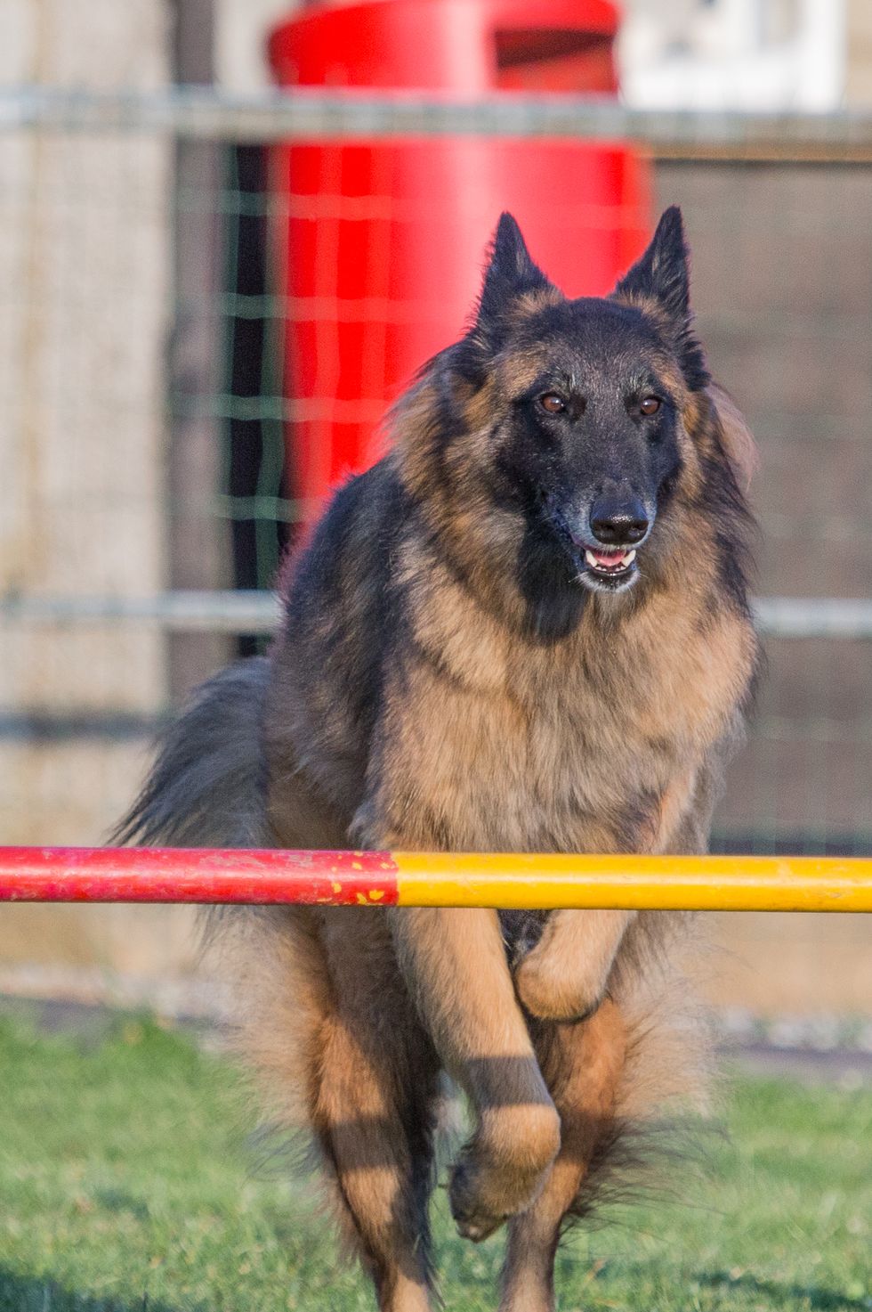 large dog breeds belgian tervuren