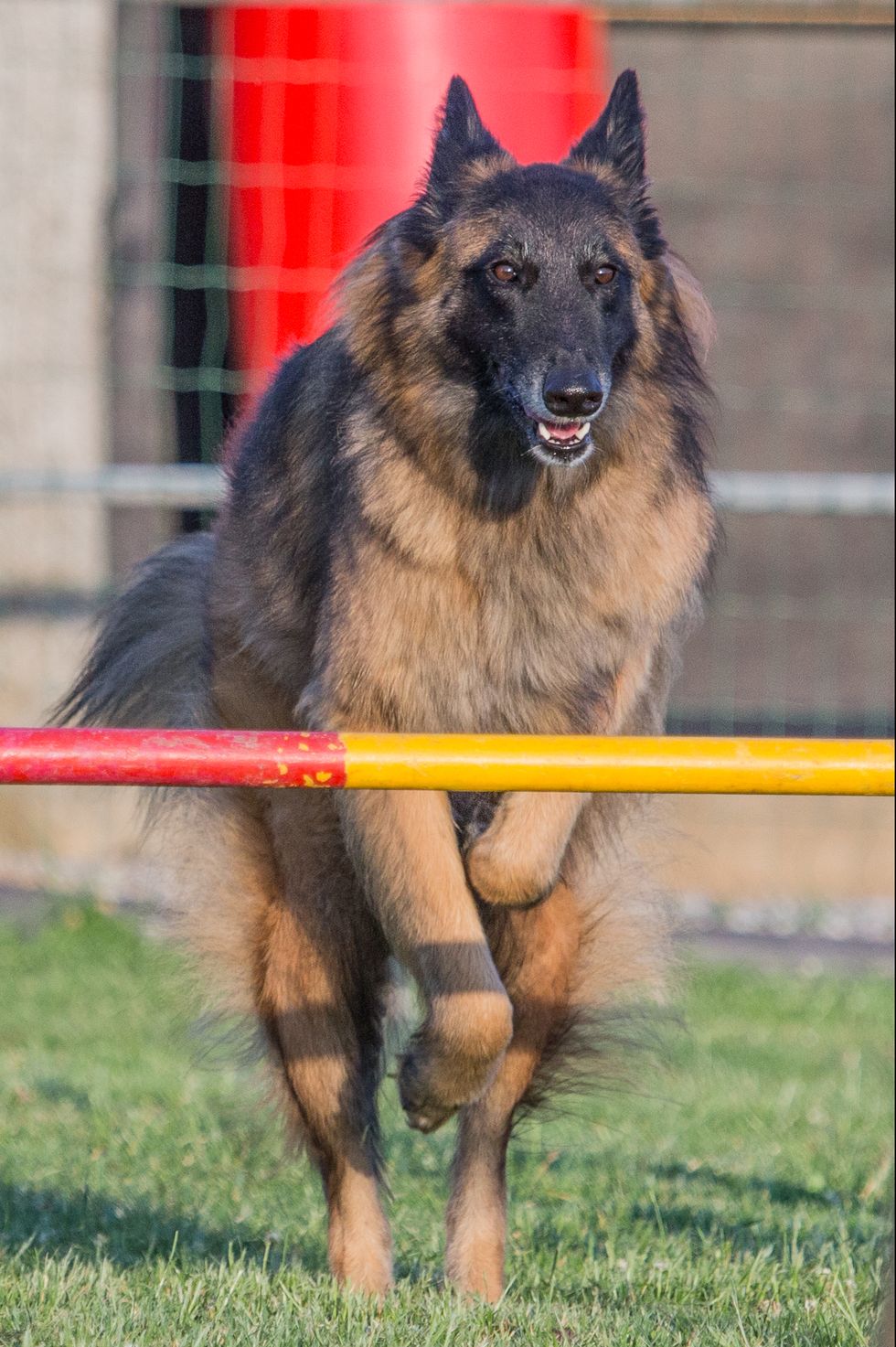 large dog breeds belgian tervuren
