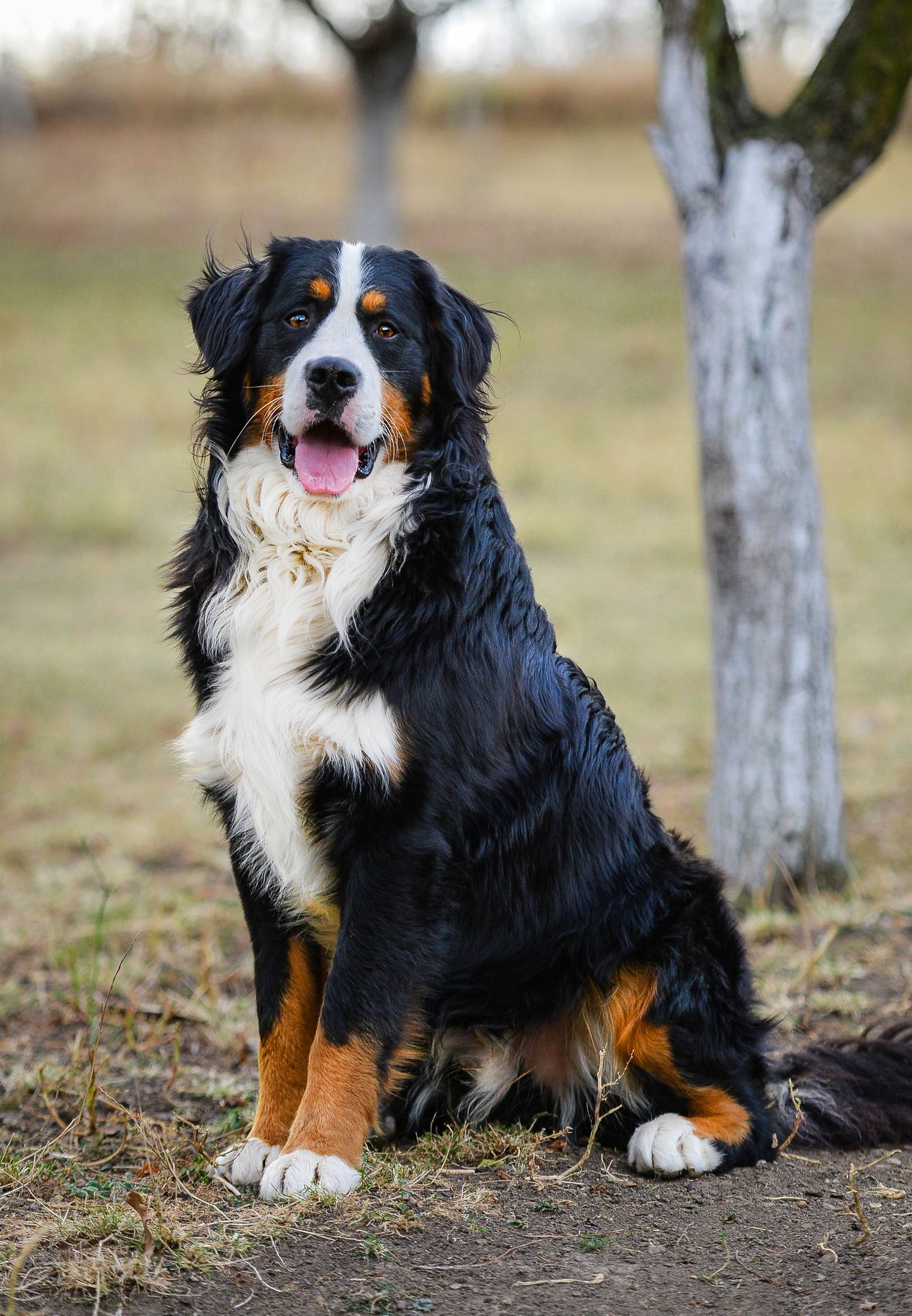 Big dog breeds list best sale