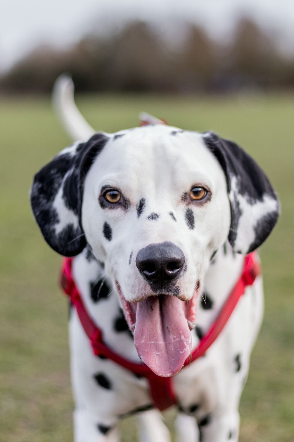 large dog breeds dalmatian