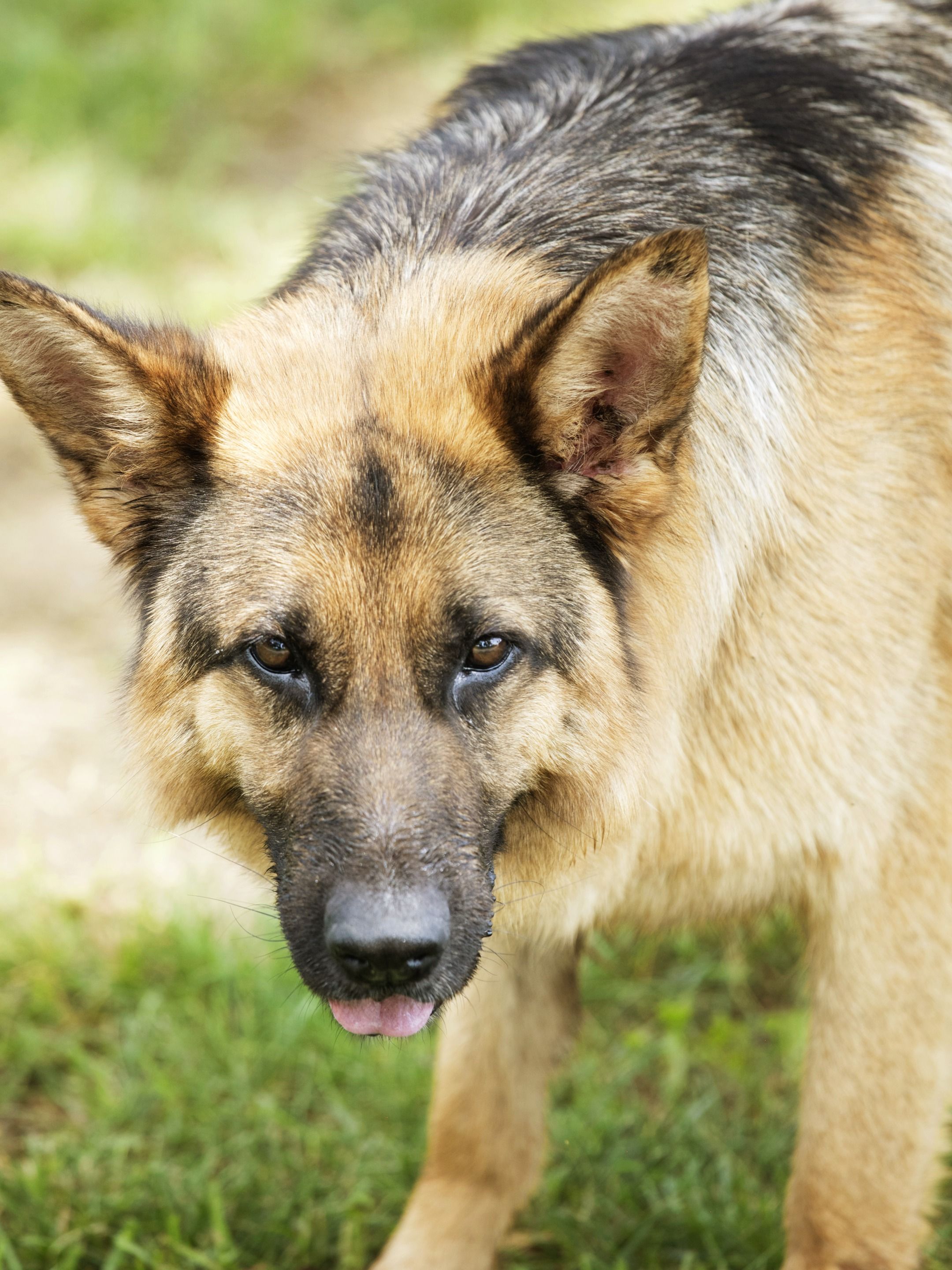 Big german best sale dog breeds