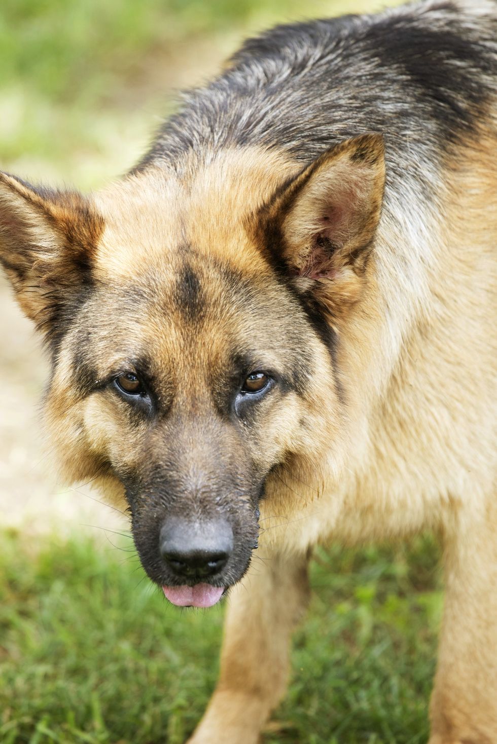 large dogs breeds ree drummonds german shepherd