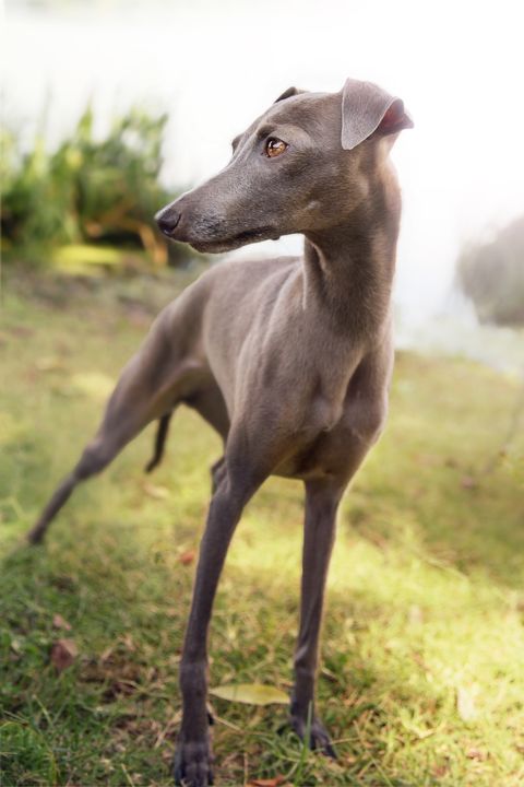 large dog breeds greyhound