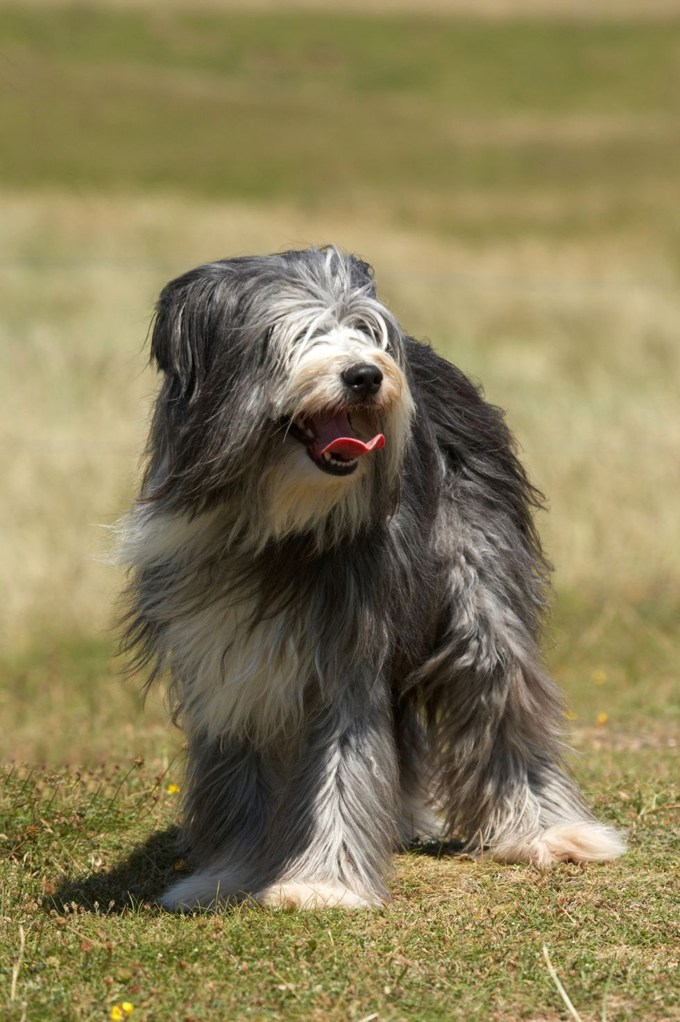 large dog breeds old english sheepdog