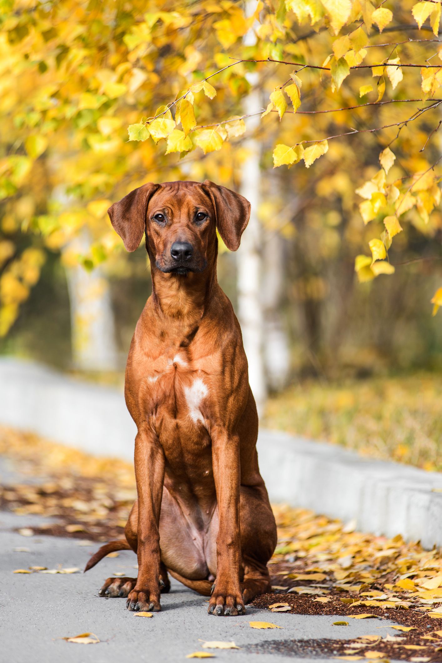 40 Largest Big Dog Breeds for Any Family