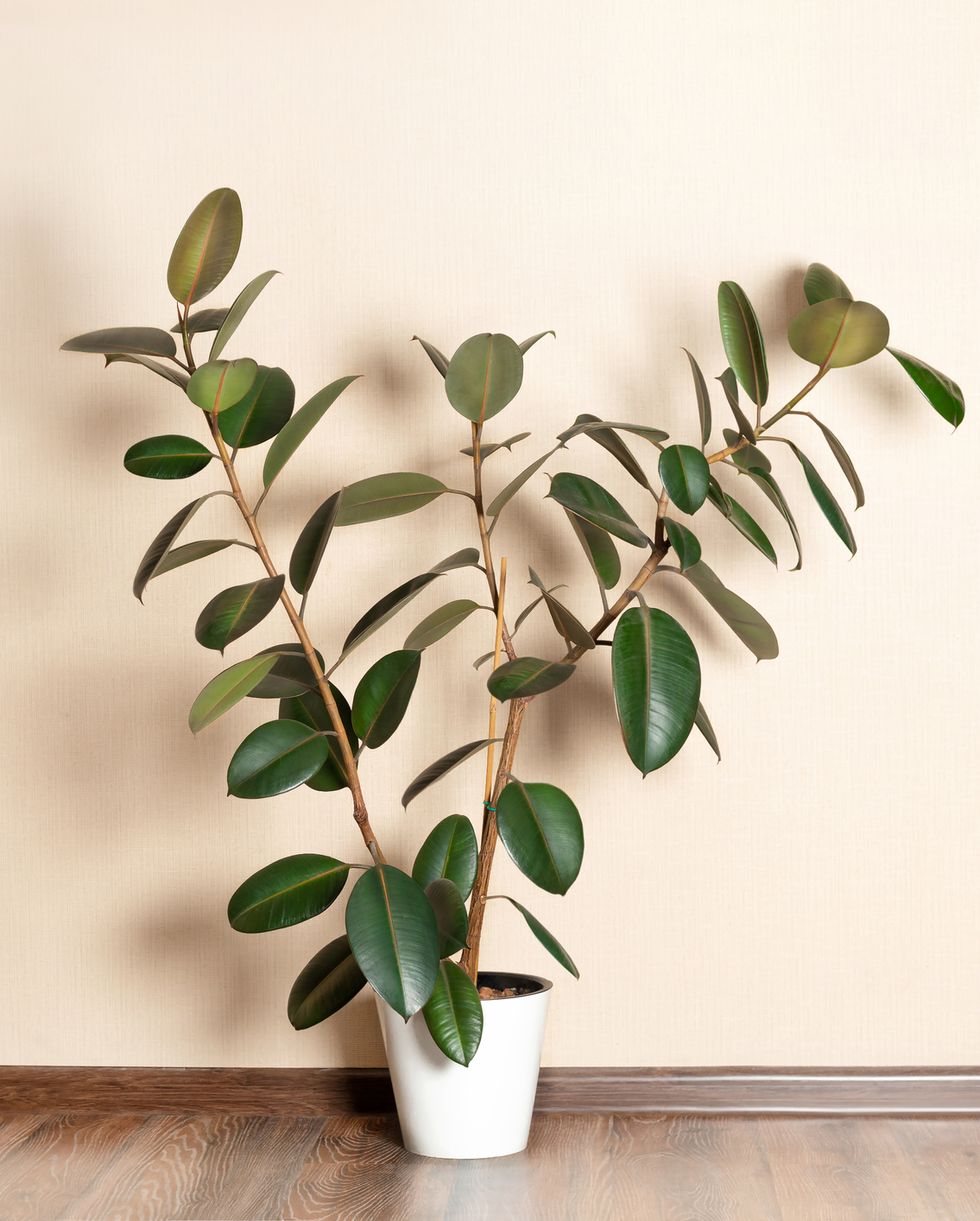 large ficus elastica in the interior against the background of a beige wall, ficus rubbery elastic on a white background in a white pot free space for text