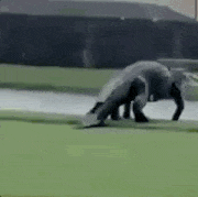 gif of giant alligator on a florida golf course