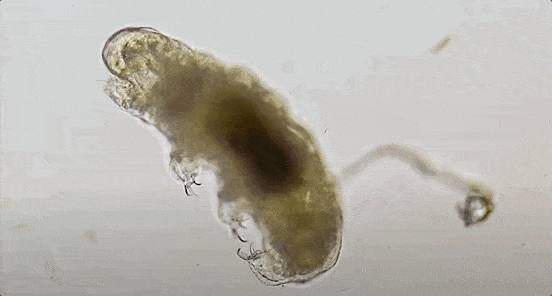 tardigrade, tardigrade facts, water bear, moss piglet