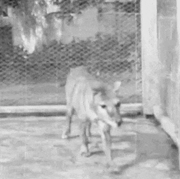 video loop shows portion of the newly discovered and rare thylacine footage