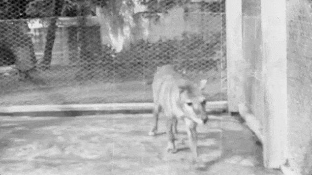 video loop shows portion of the newly discovered and rare thylacine footage