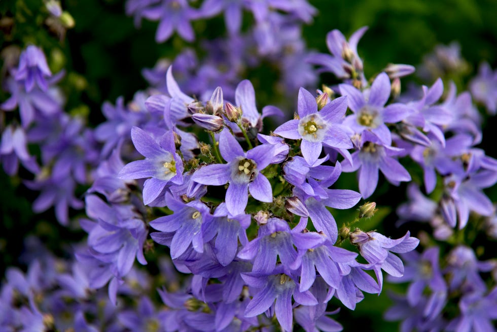 Large cluster of Campanula patula flowers on the Crinan Canal in the Scottish Highlands