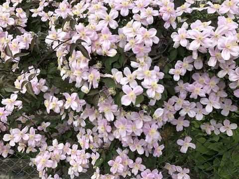 large group of clematis cirrhosa flowers
