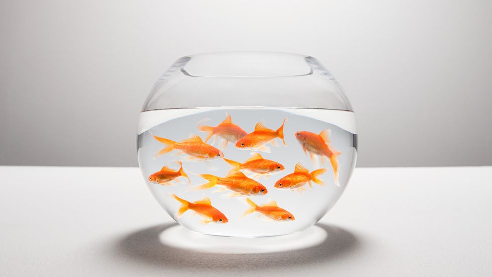 large group of goldfish in bowl