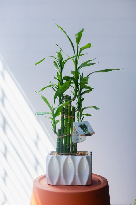 large indoor potted bamboo plant