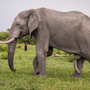 olifant in okavangodelta in botswana