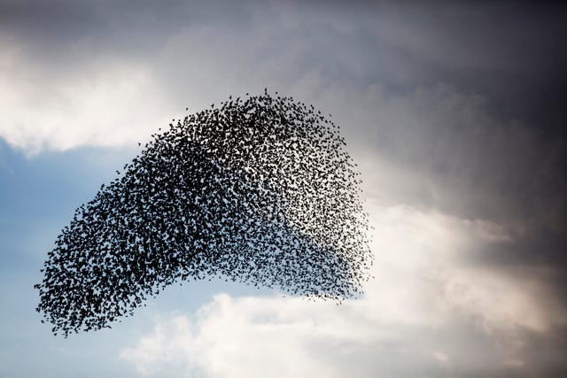 Large murmuration of starlings