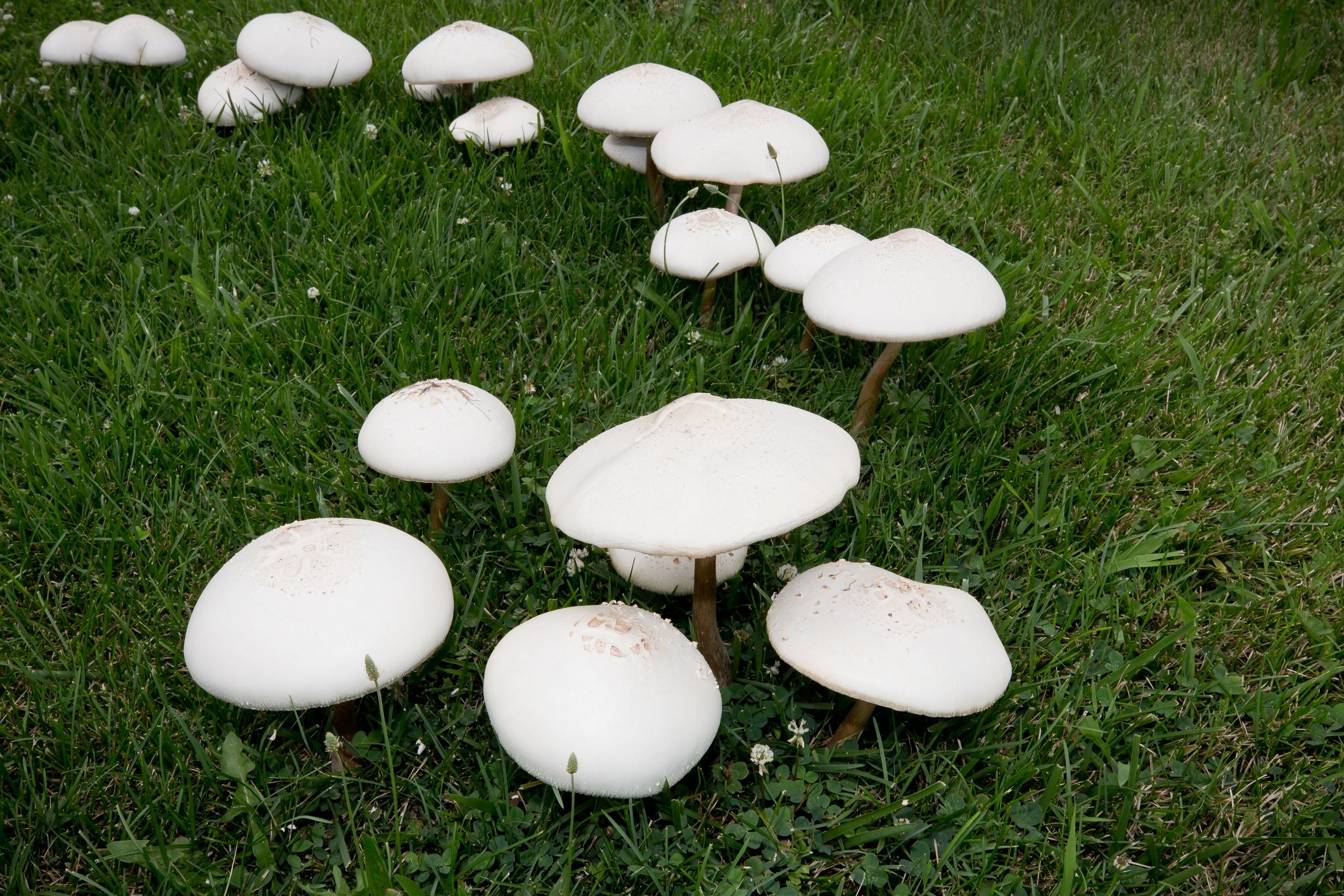 Fuum Tumblers Set of 4 Fungi