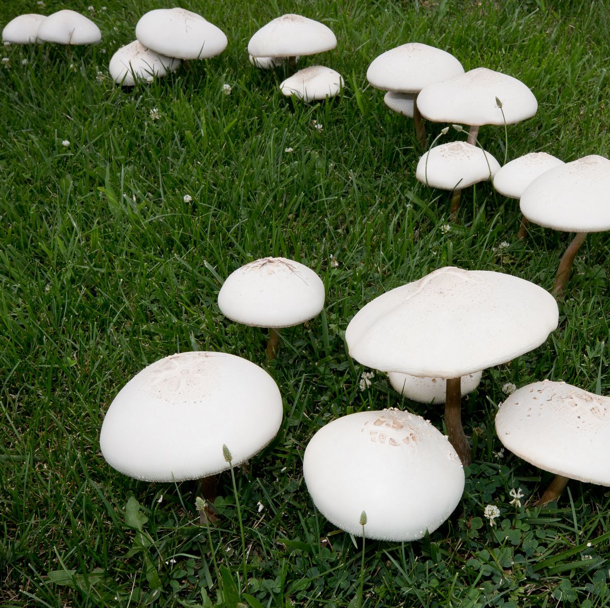 Why Have Mushrooms Taken Over My Lawn