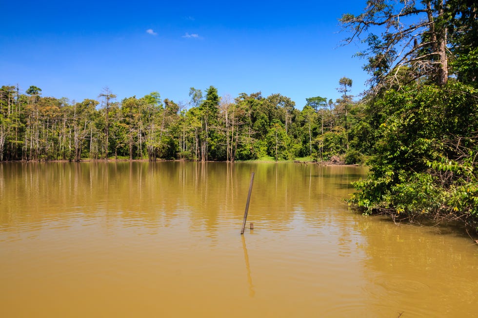Borneo tours - Borneo orangutan tour