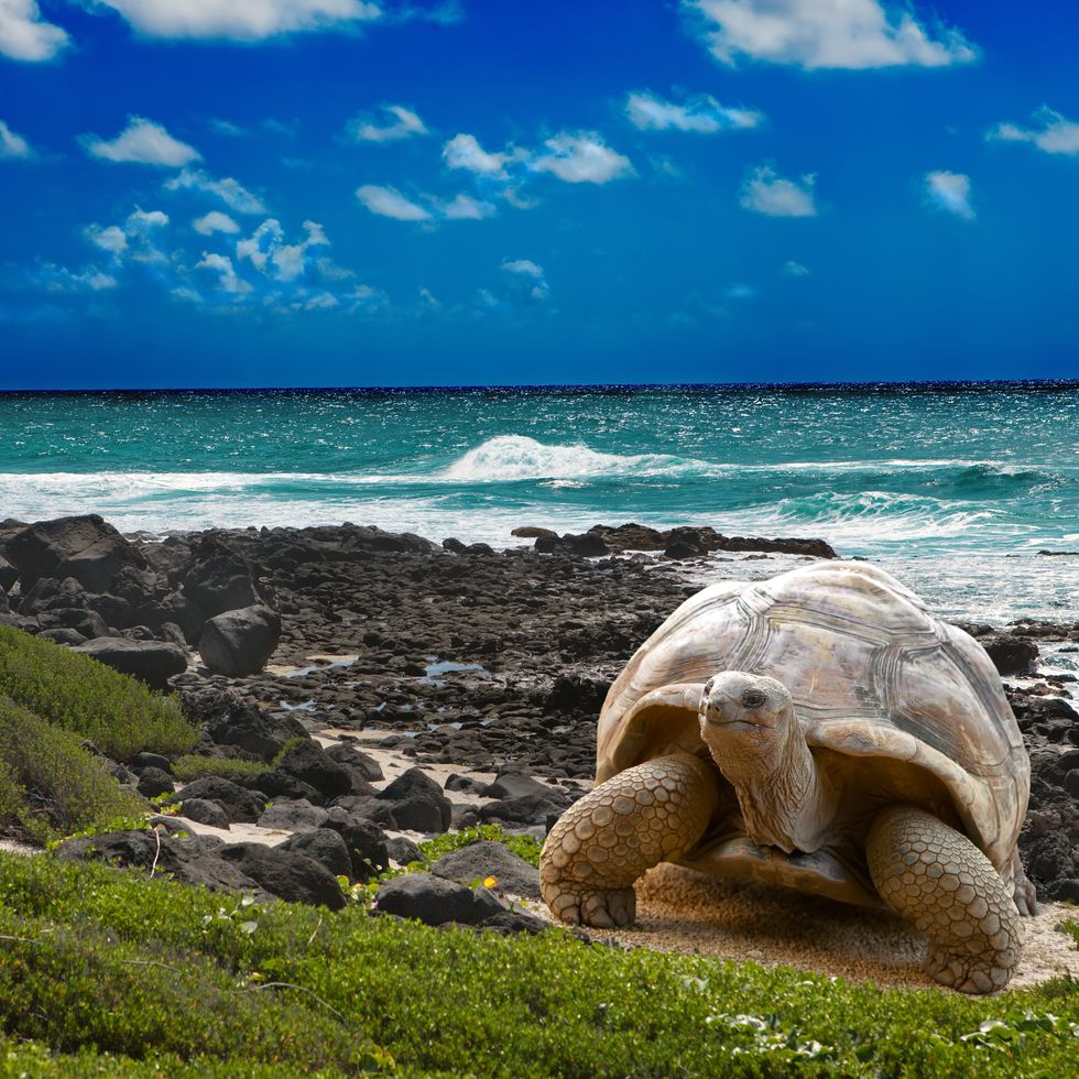 large turtle at sea edge on background of tropical landscape