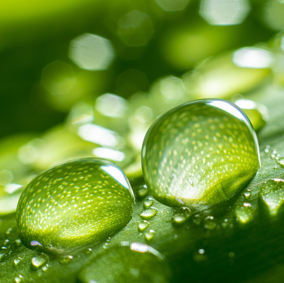large water droplets in beautiful backlighting shine on green leaves in the sunlight macro photography is a beautiful round bokeh artistic image of the purity of nature
