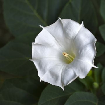 a large white flower with green leaves