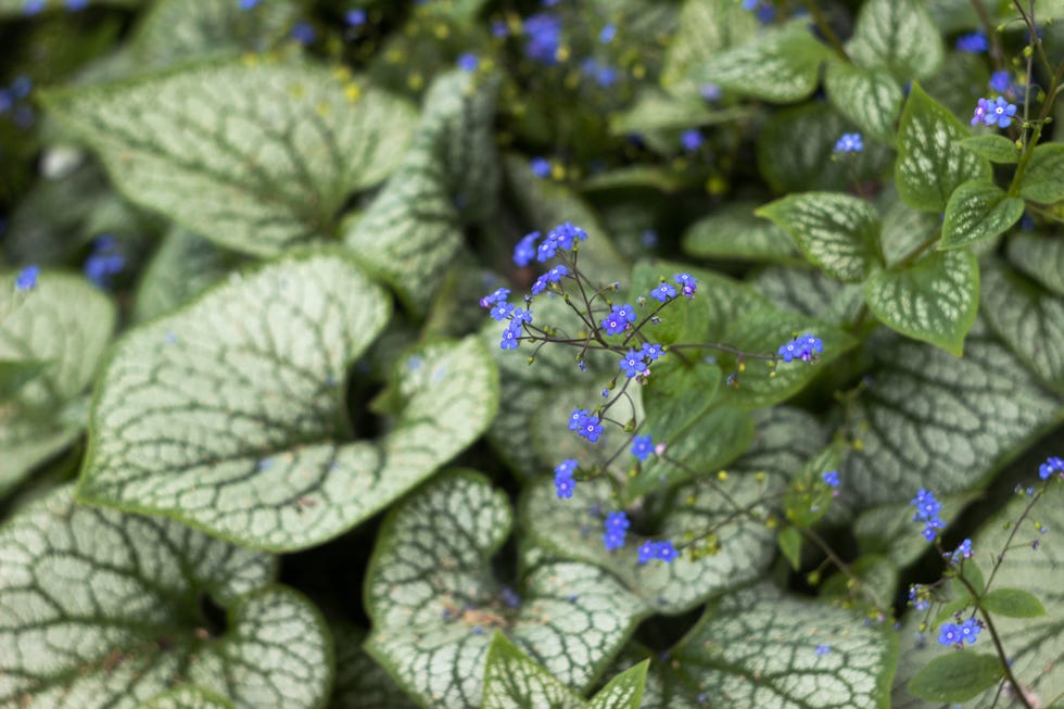 best shade perennials siberian bugloss