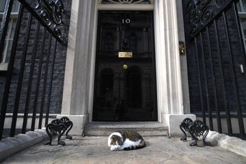 larry the cat at number 10 downing street