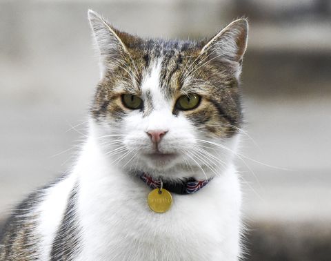Larry The Downing Street Cat Sports A Union Flag Collar
