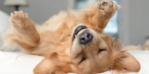 perro feliz
