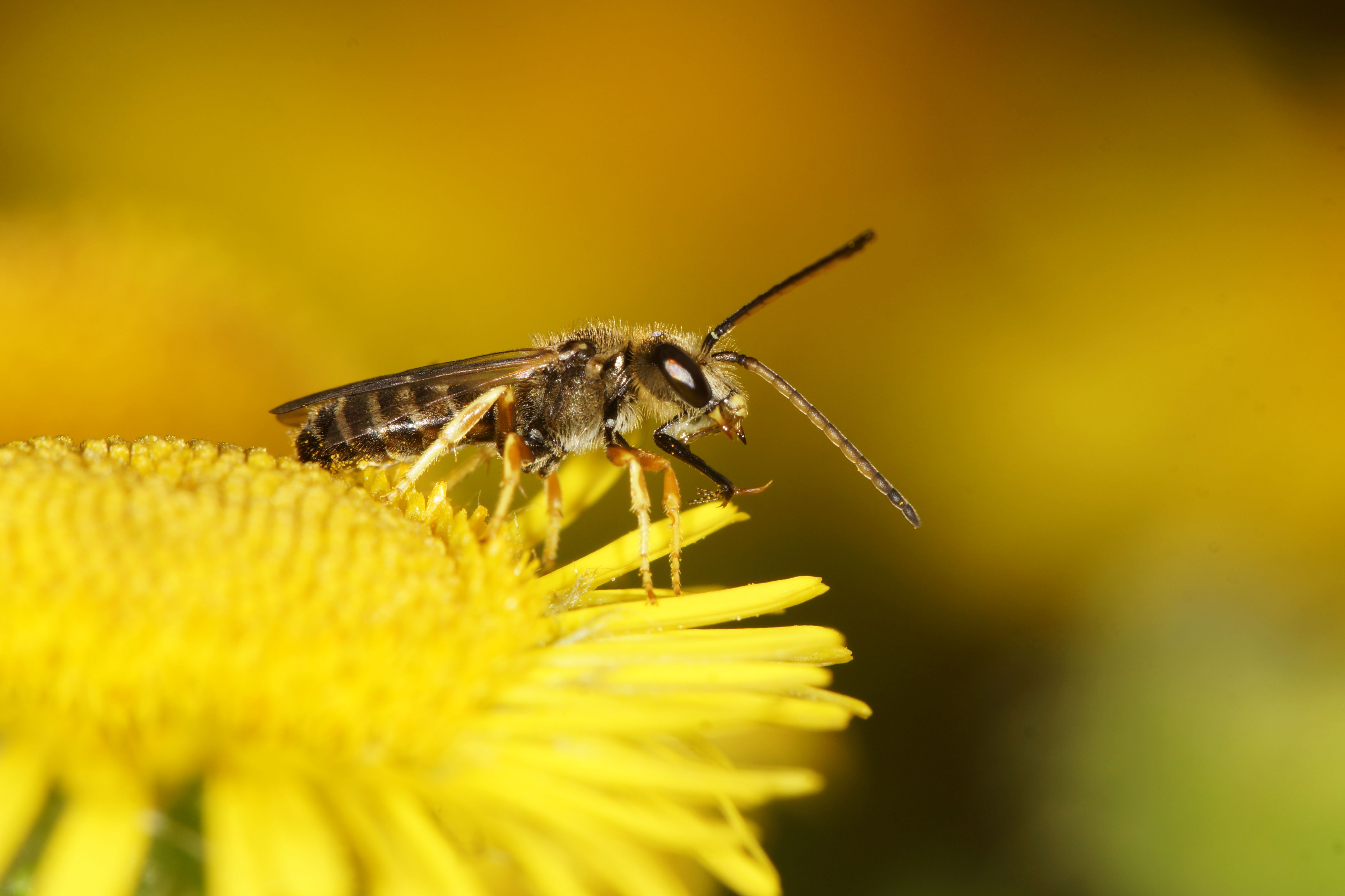 Stinging Sensation: The Story Behind the Salt Lake Bees