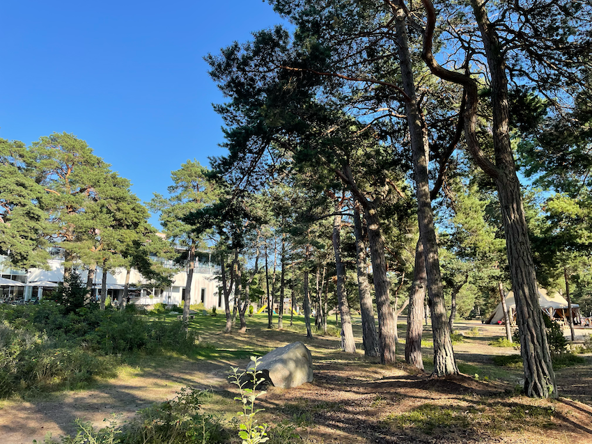 forest area with tall trees and a building in the background under a clear blue sky