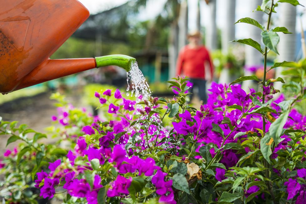 latin man gardener by profession waters the plants