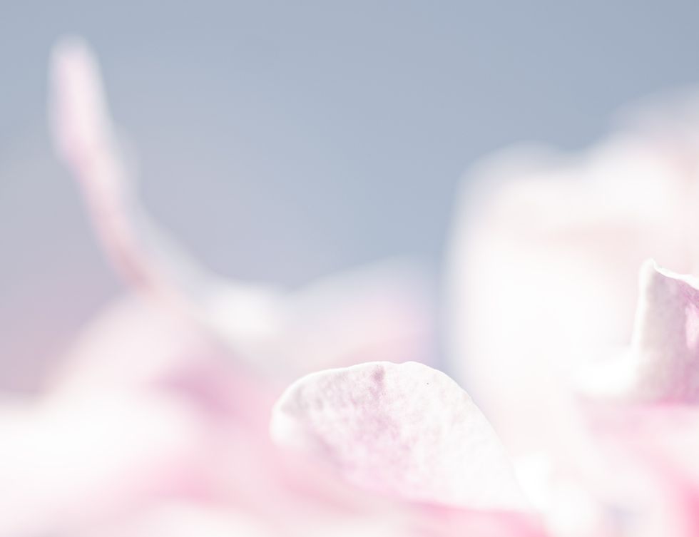 closeup di un fiore rosa